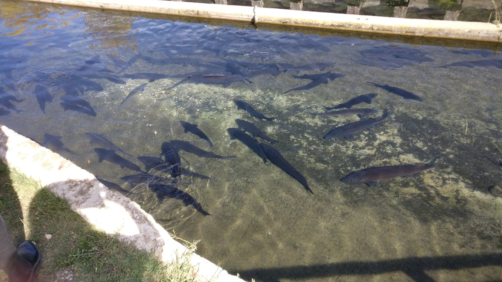 Caviar-tur til Rio Frio 30. oktober med 123 Tours