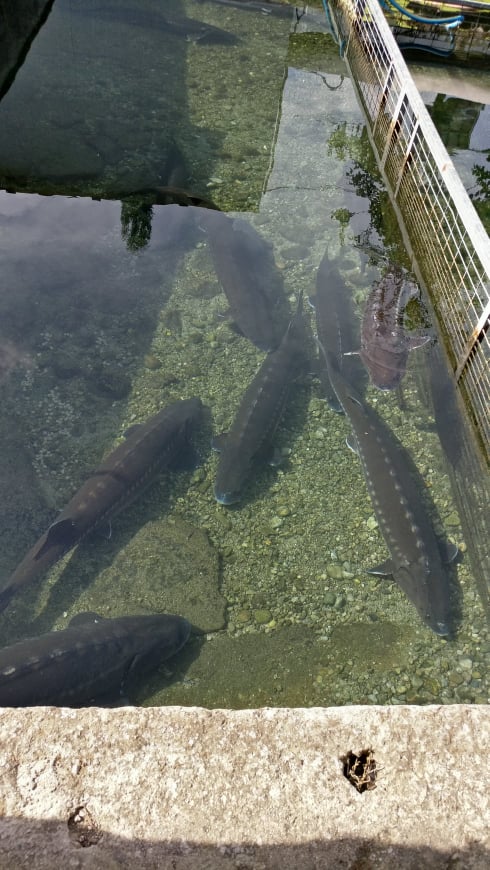 Caviar-tur til Rio Frio 30. oktober med 123 Tours